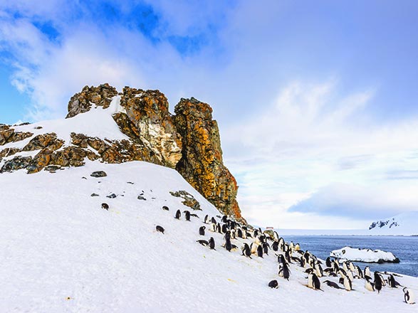 escale,Iles Shetland du Sud-Antarctique_zoom,AQ,ZZX,38192.jpg